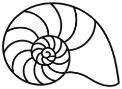 Nautilus shell